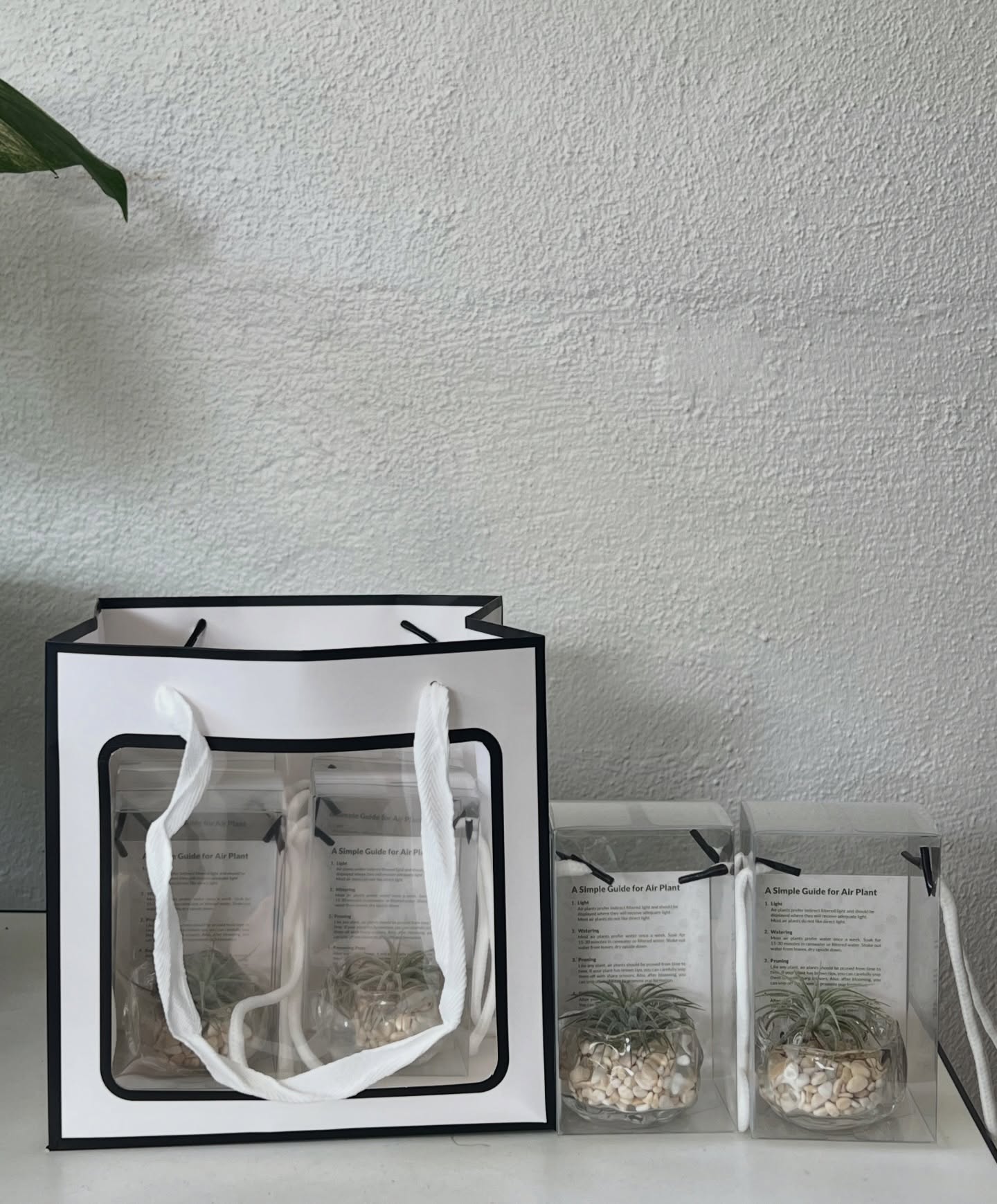 Air plants in clear favor boxes with a gift bag