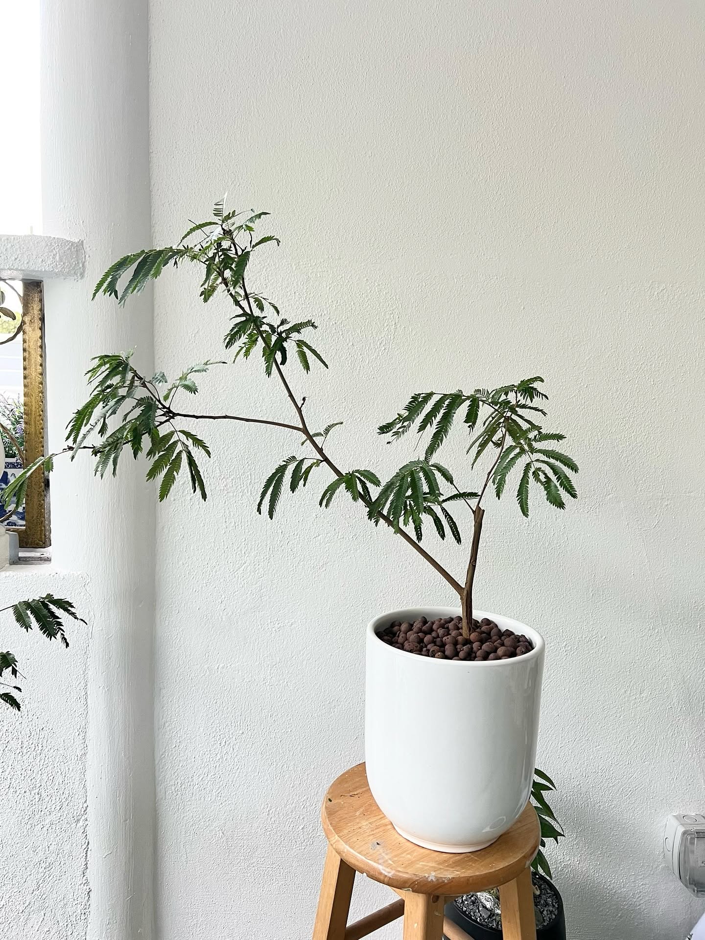 Albizia tree in a white pot — an office desk gift